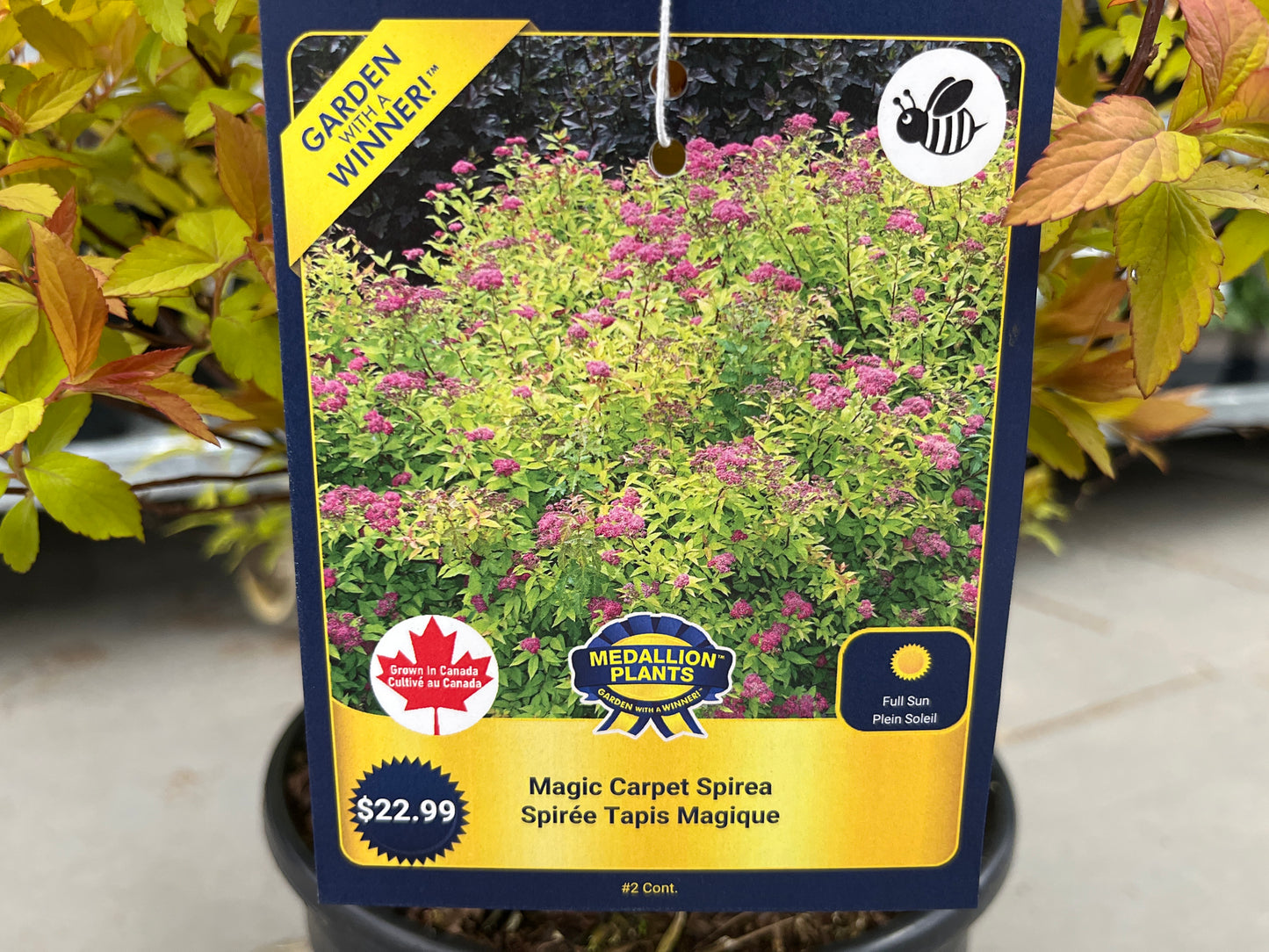 Magic carpet spirea