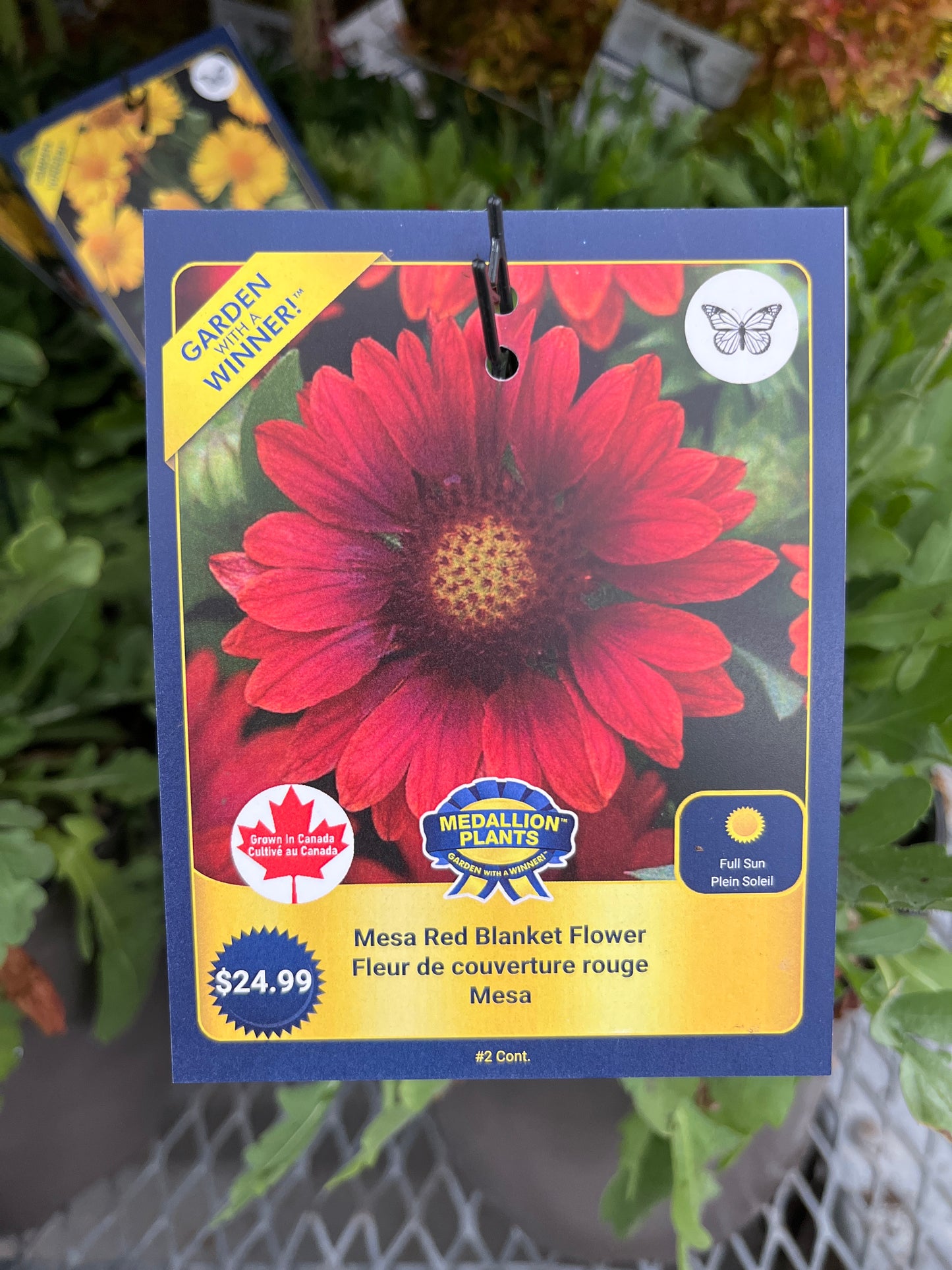 Mesa Red Blanket Flower 2 Gallon
