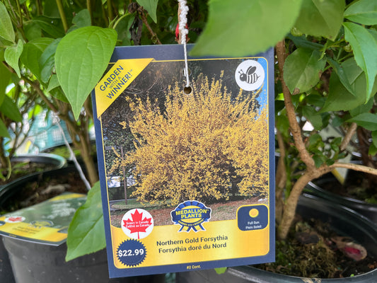 Forsythia - Northern Gold