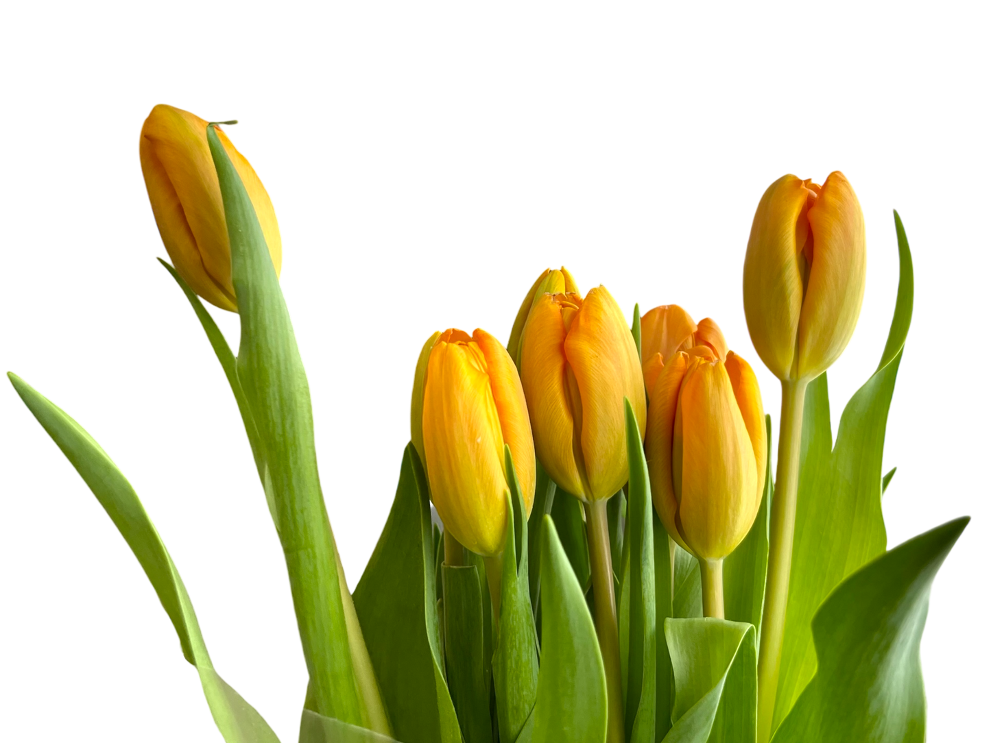 Cut Tulips
