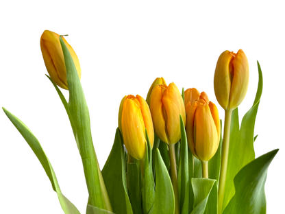 Cut Tulips