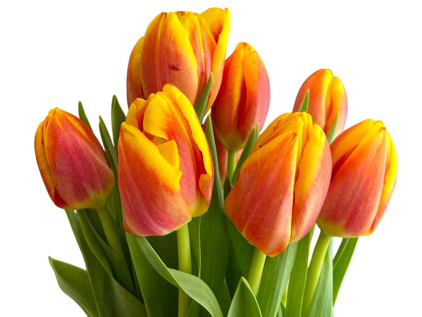 Cut Tulips