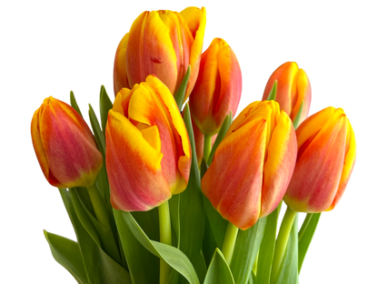 Cut Tulips