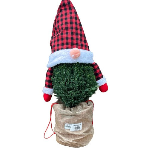 1 Gallon Gnome Tree