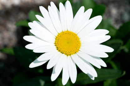 Becky Shasta Daisy - 1 Gallon