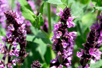 Bumbleberry Sage - 1 Gallon