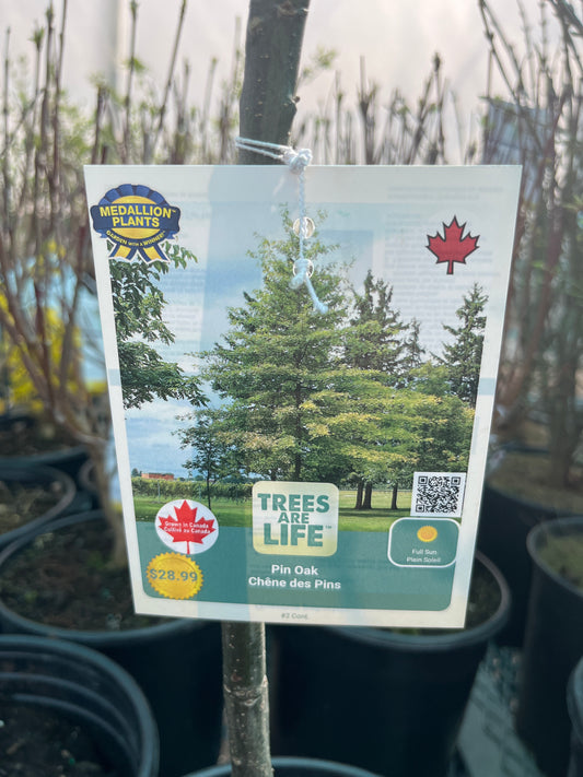 Pin oak 2 gallon