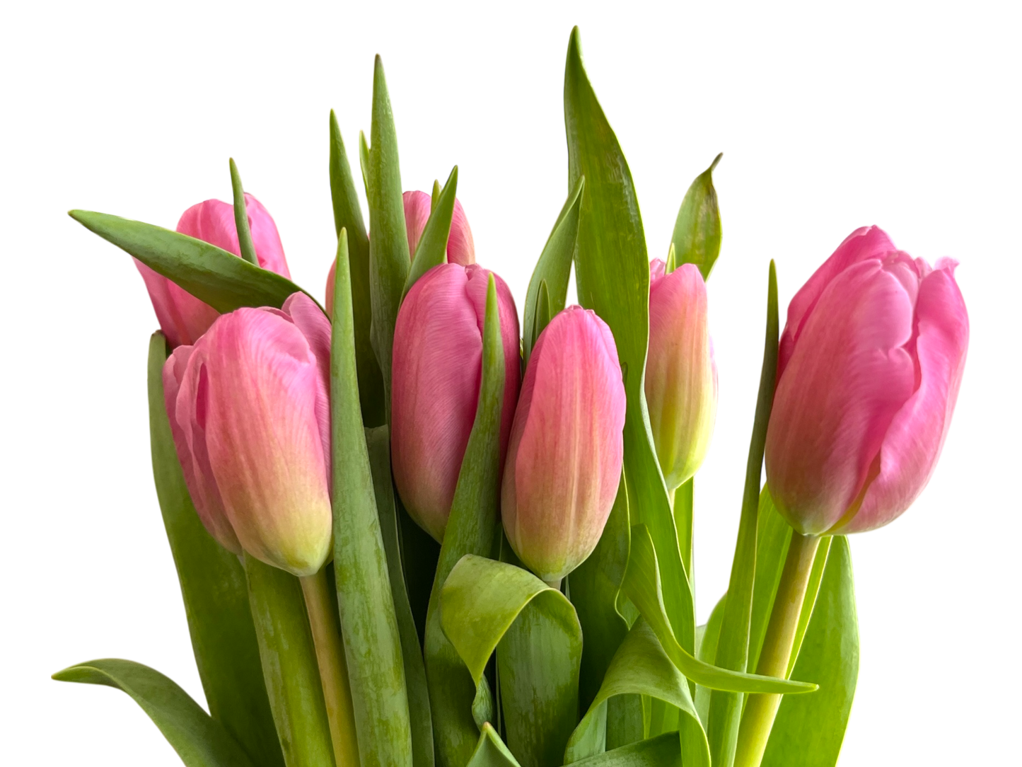 Cut Tulips