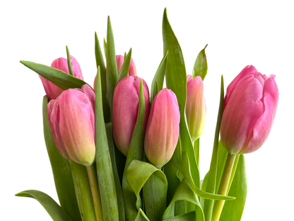 Cut Tulips