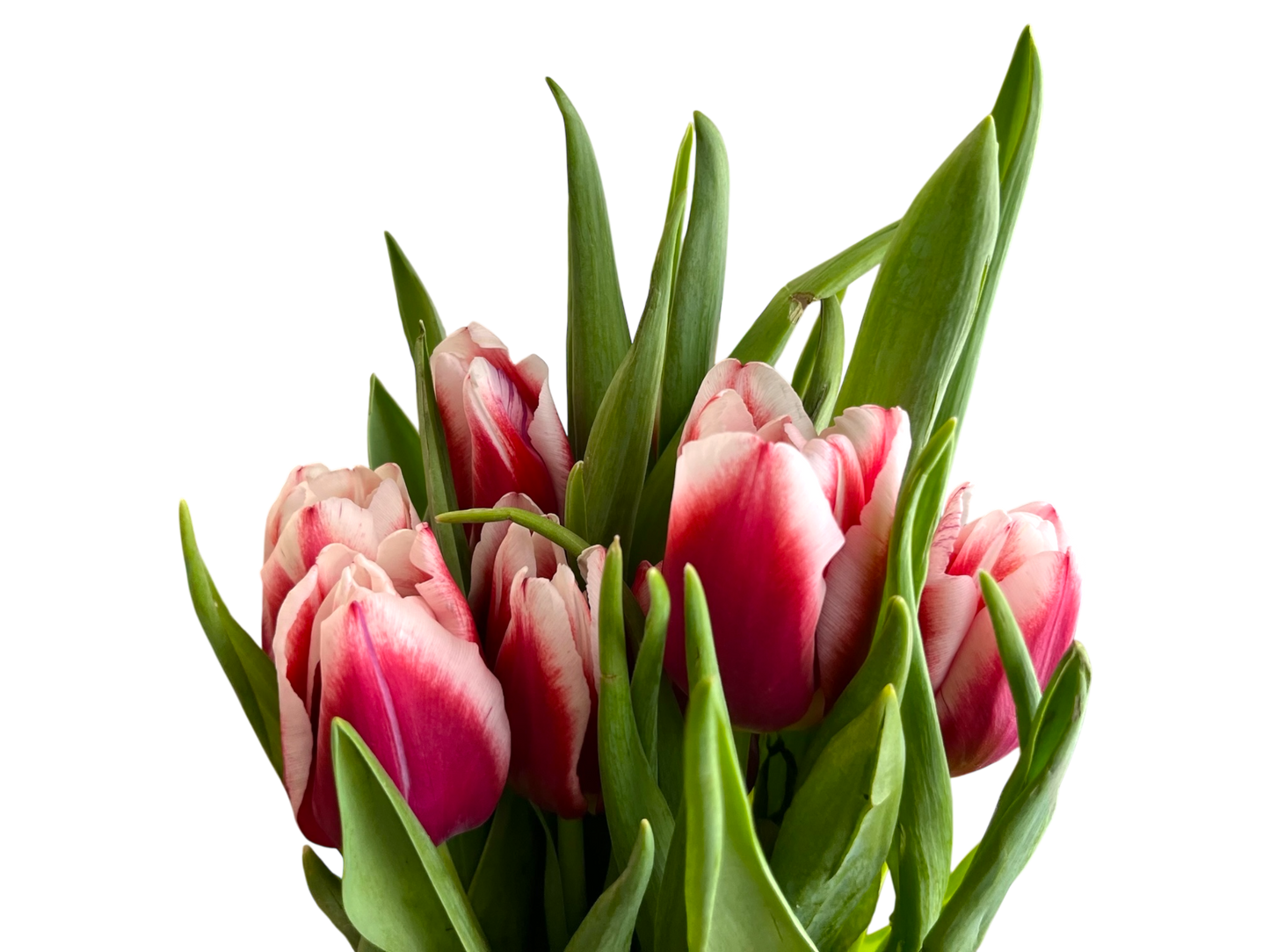 Cut Tulips