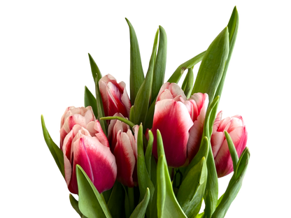 Cut Tulips