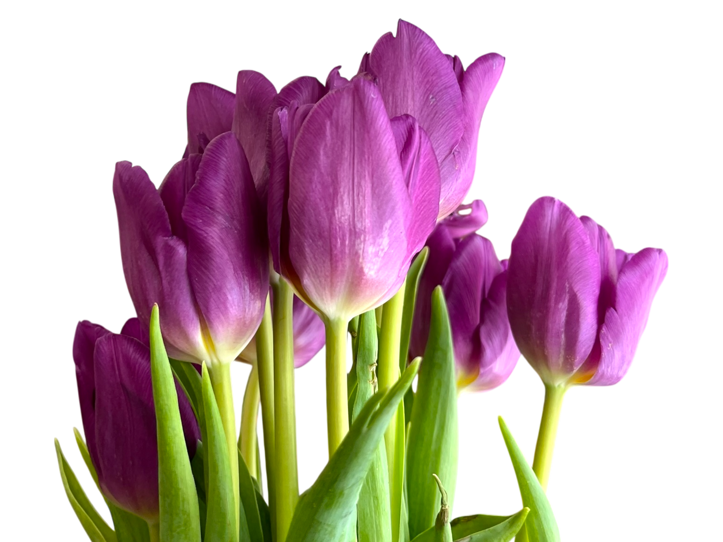 Cut Tulips