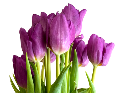 Cut Tulips
