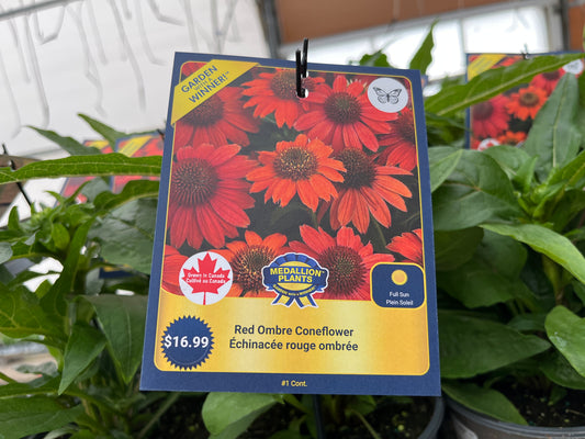Coneflower - 1 Gallon