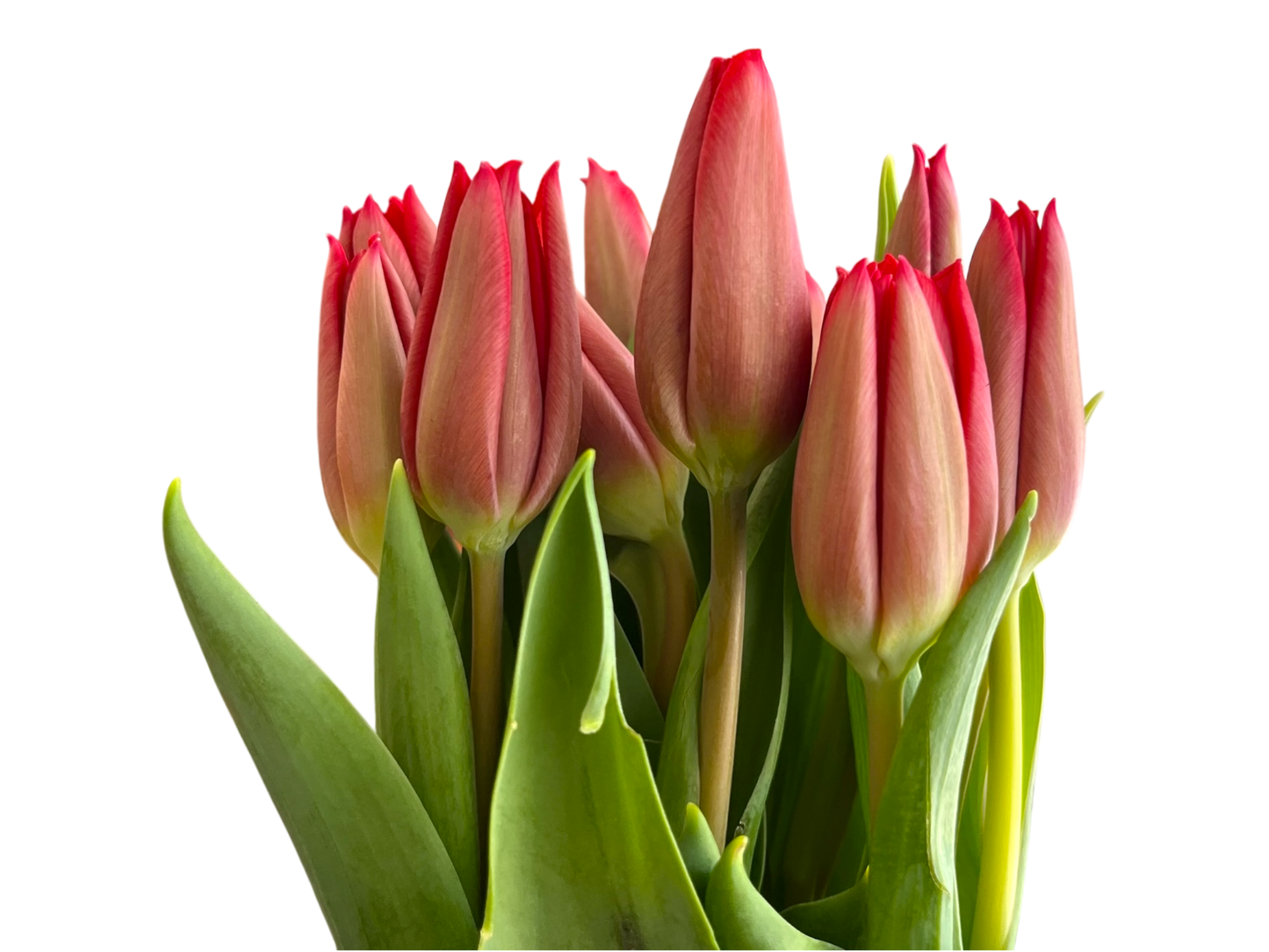 Cut Tulips