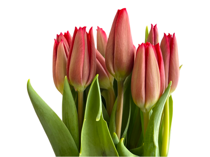 Cut Tulips