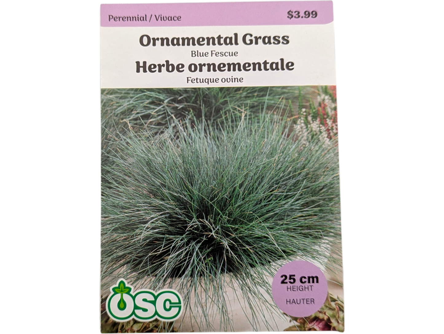 Ornamental Grass Blue Fescue