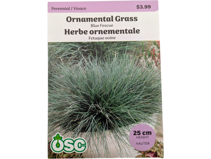 Ornamental Grass Blue Fescue