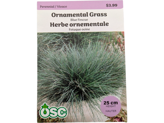 Ornamental Grass Blue Fescue