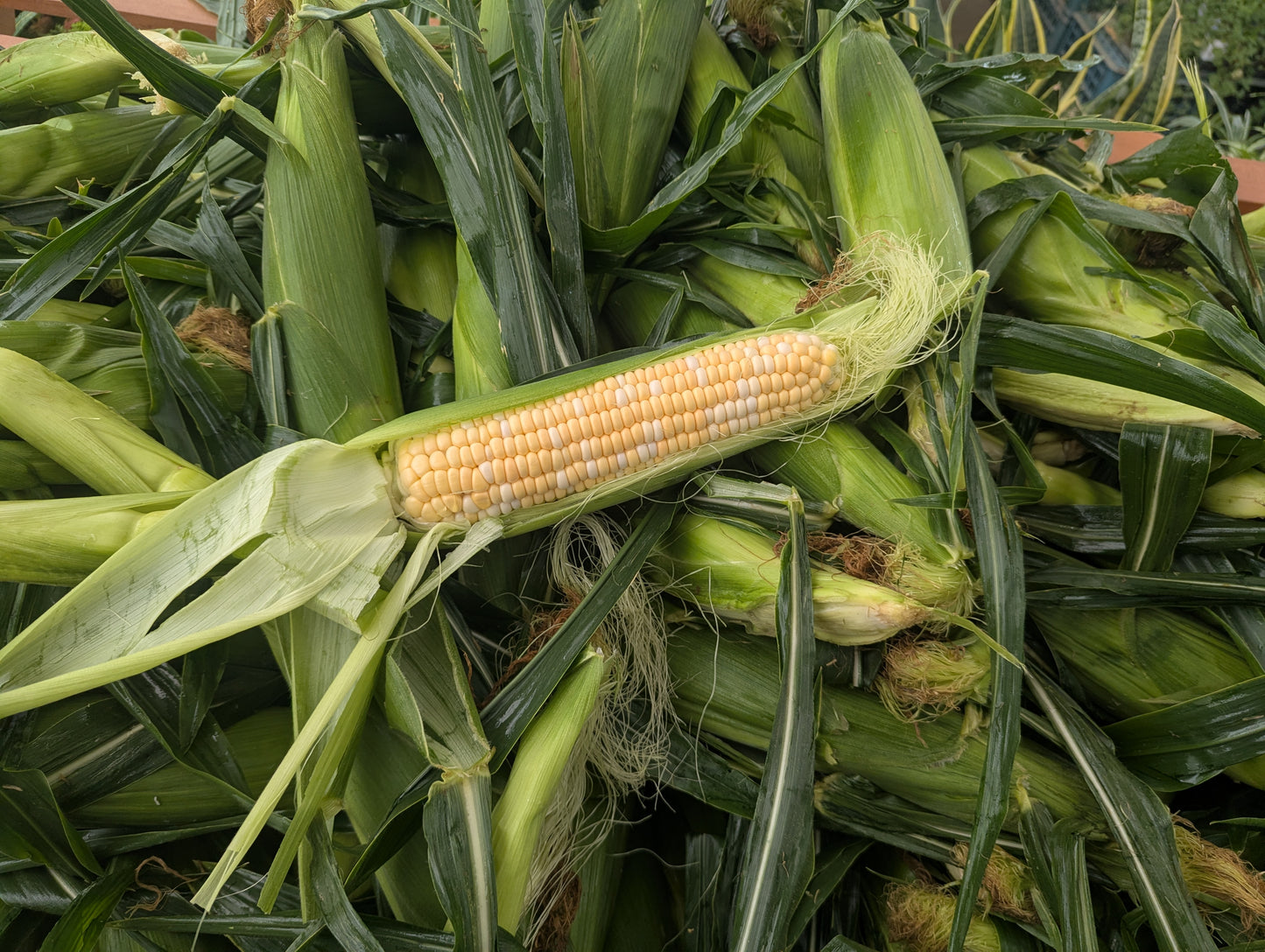 Local Sweet Corn