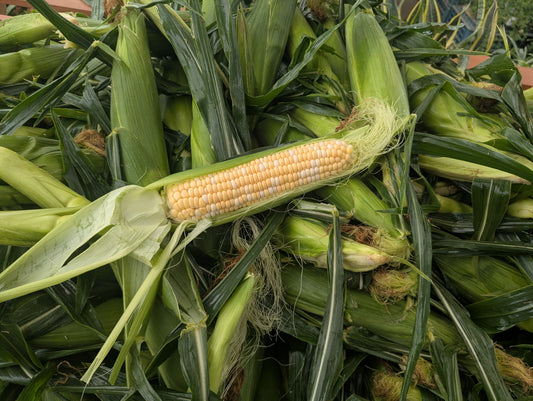 Local Sweet Corn