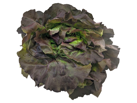 Red Boston Lettuce - Local