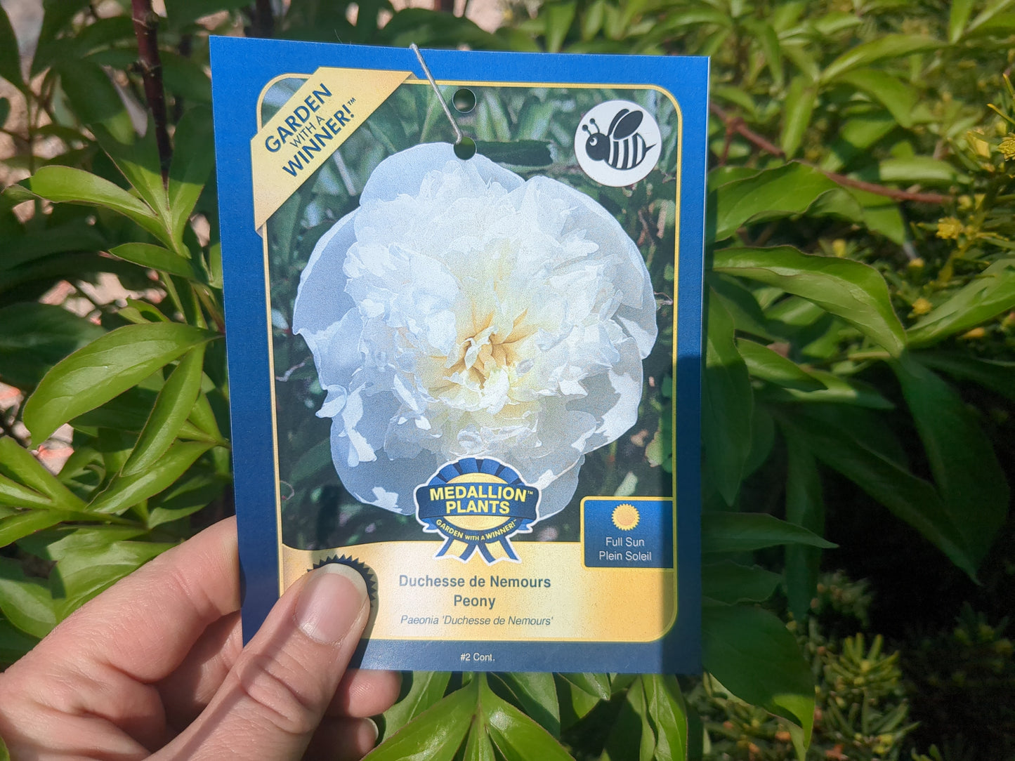 Duchesse de Nemours Peony
