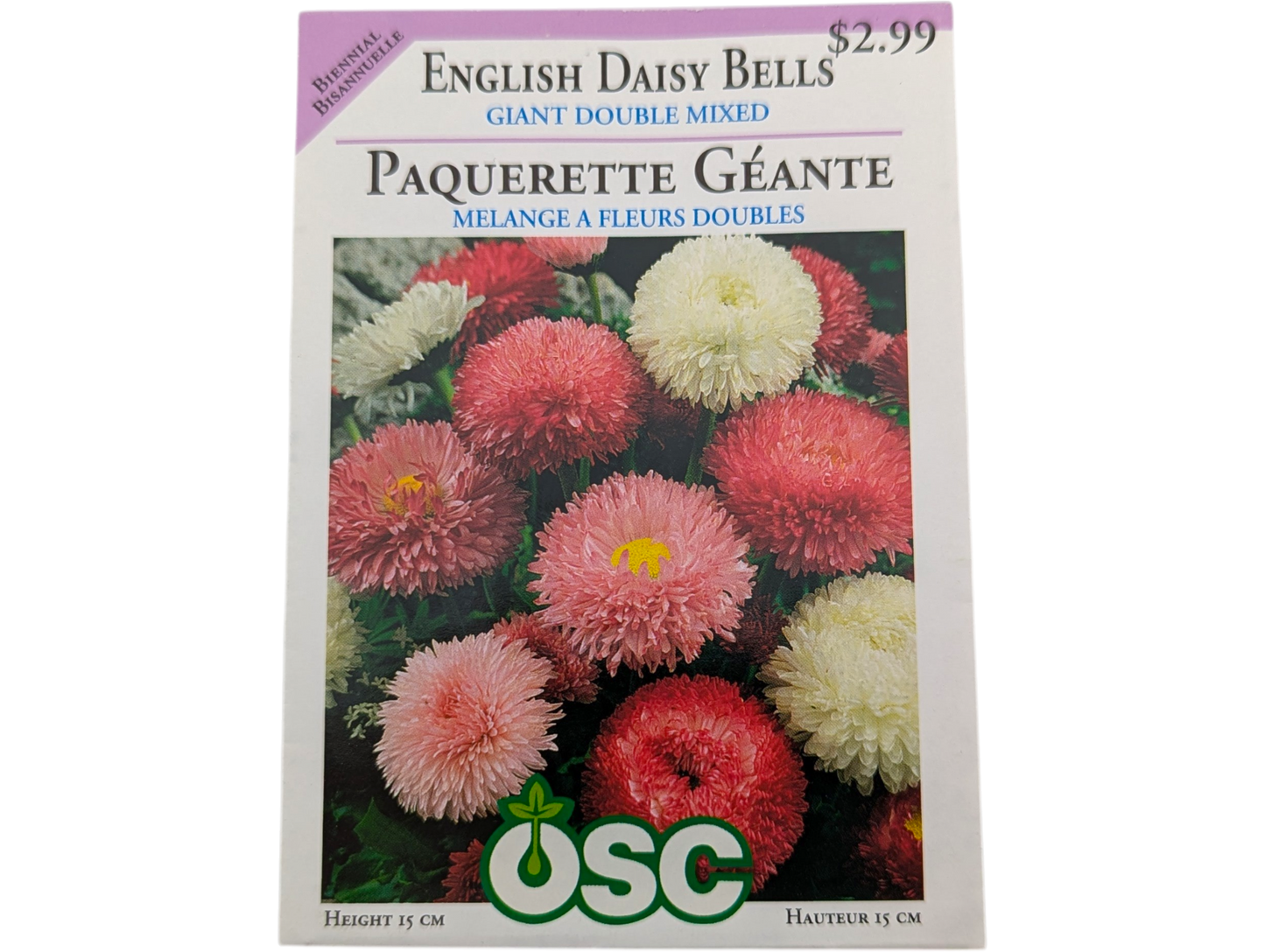 English Daisy Bells Giant Double Mixed