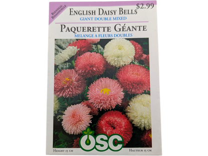 English Daisy Bells Giant Double Mixed
