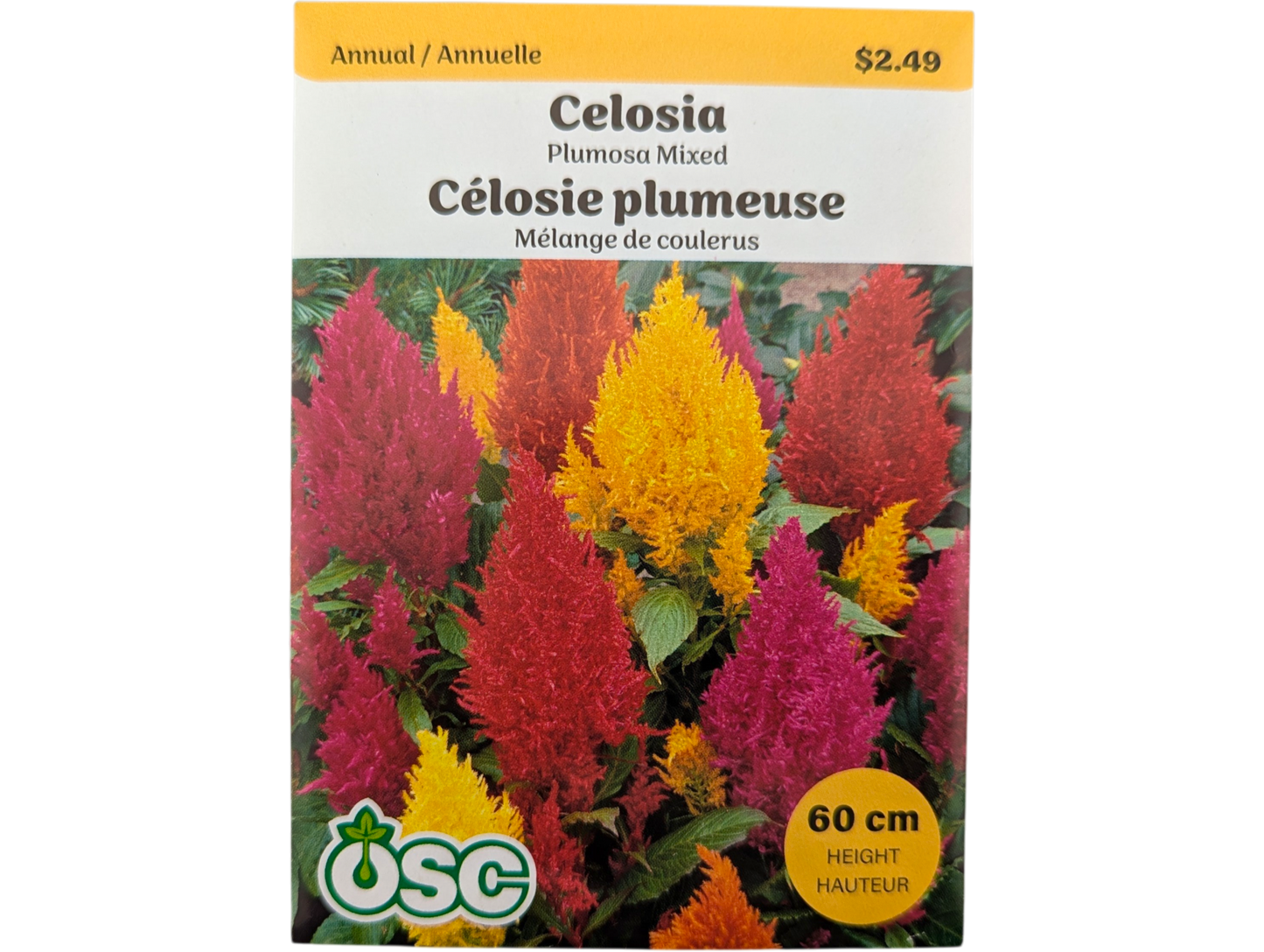 Celosia Plumosa Mixed