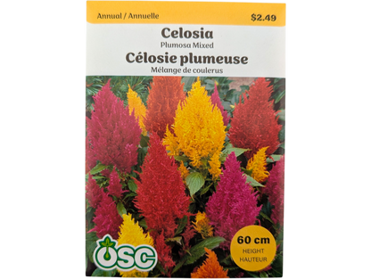 Celosia Plumosa Mixed