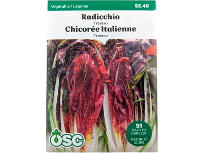 Radicchio Treviso