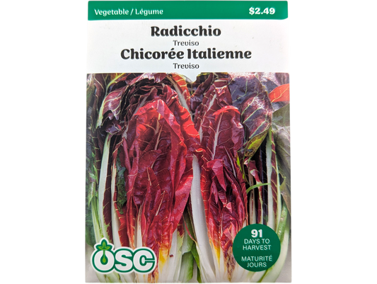 Radicchio Treviso
