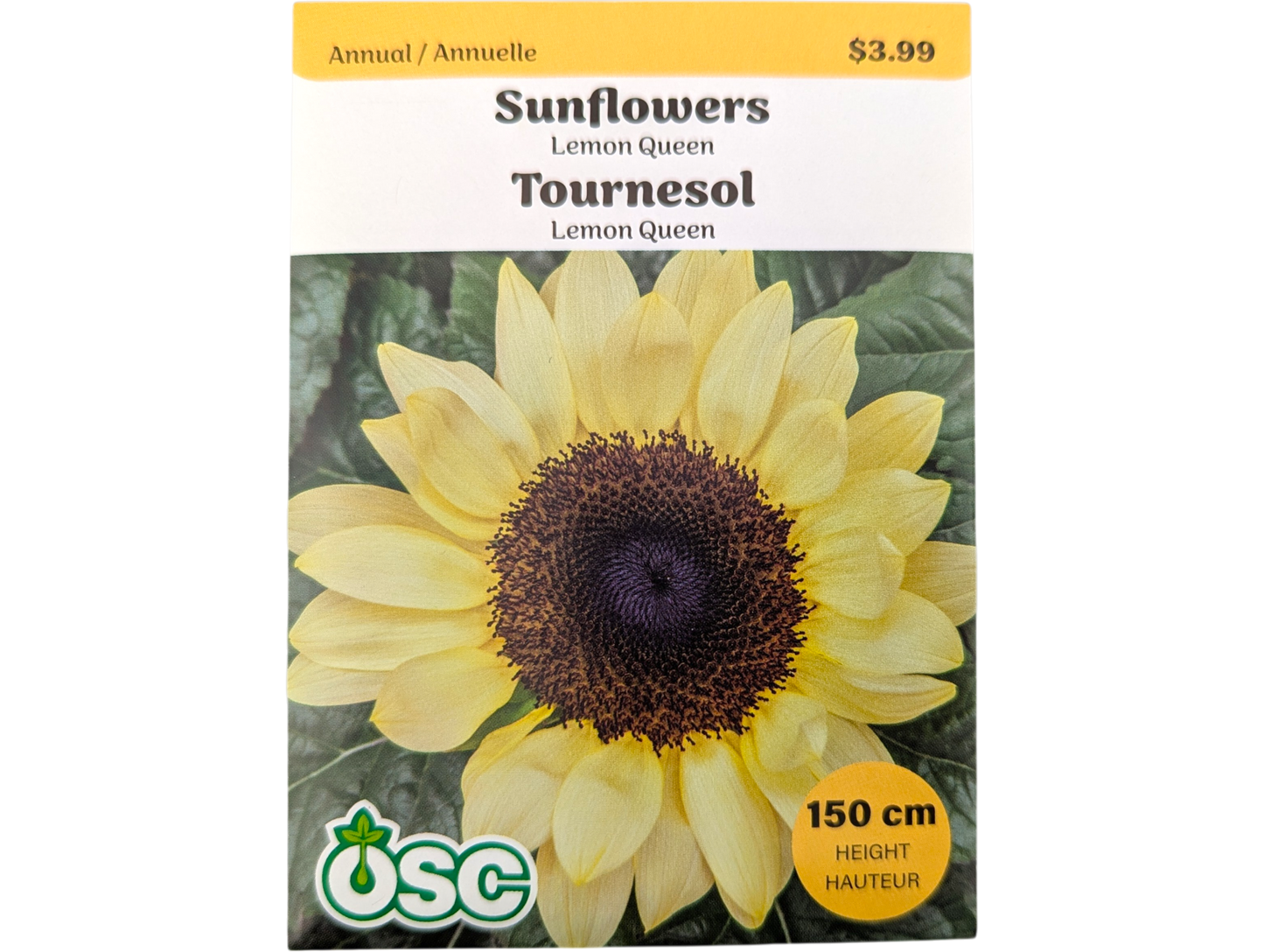Sunflowers Lemon Queen