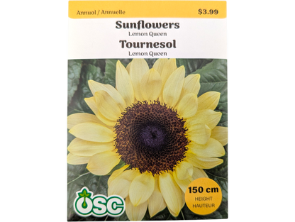 Sunflowers Lemon Queen
