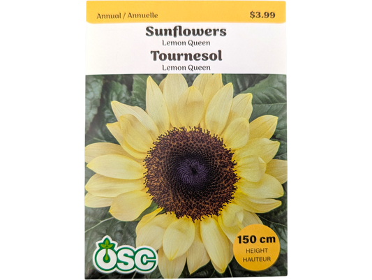 Sunflowers Lemon Queen