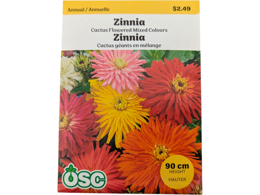 Zinnia Cactus Flowered Mixed Colours