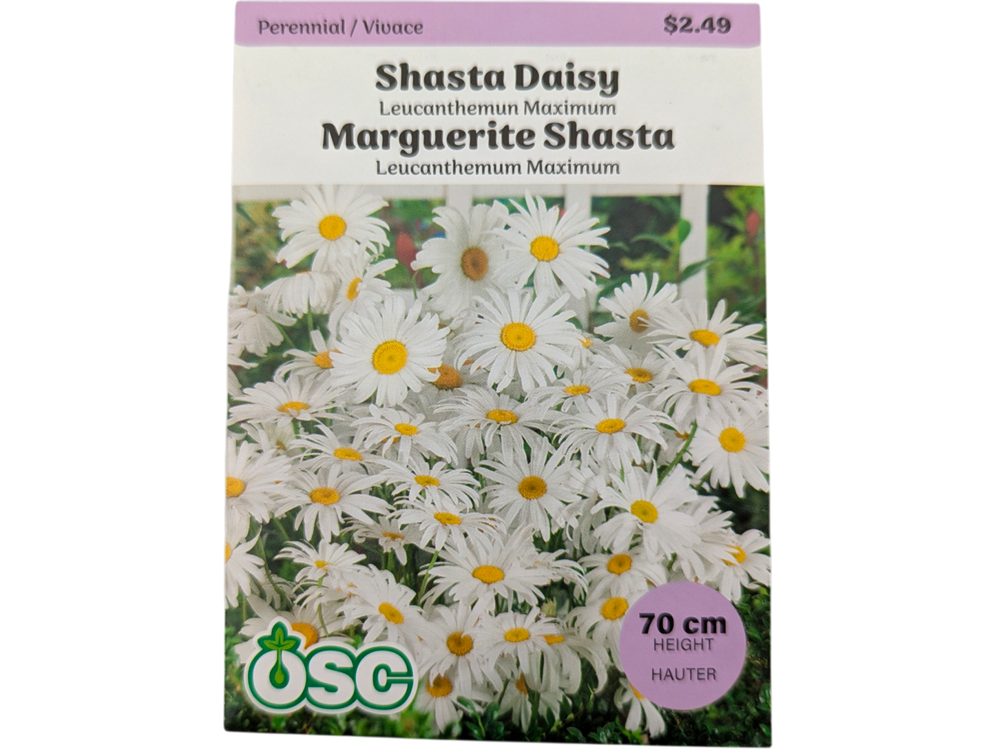 Shasta Daisy Leucanthemum Maximum