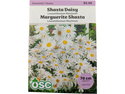 Shasta Daisy Leucanthemum Maximum