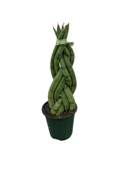 3.5" Braided Snake Plant