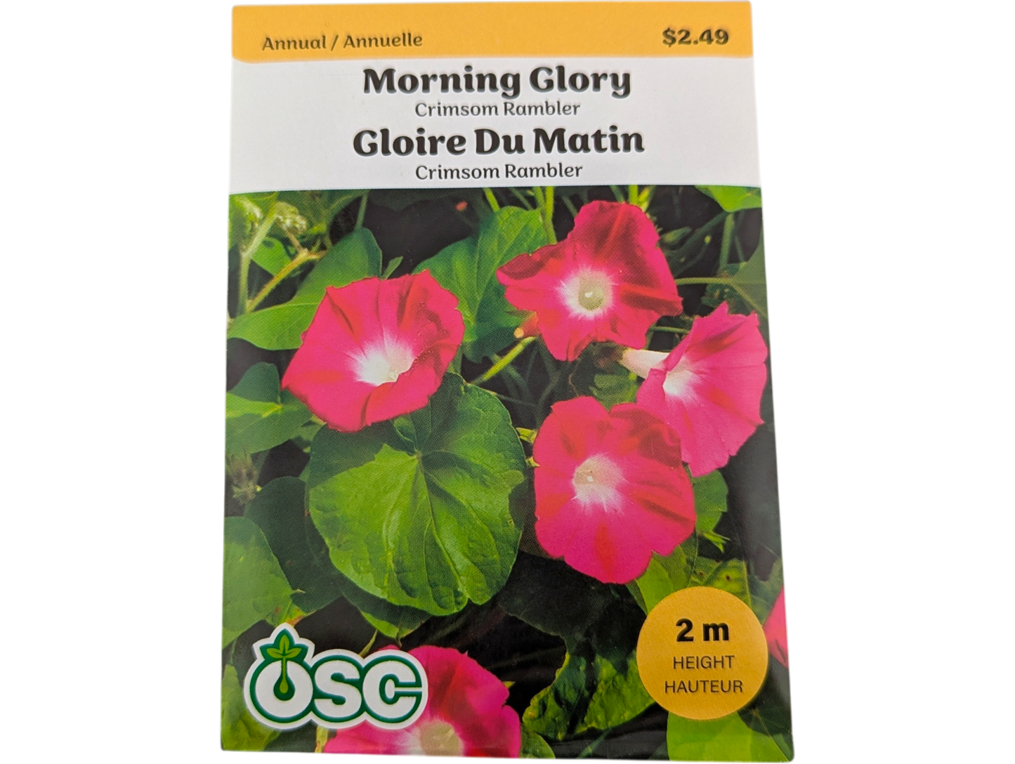 Morning Glory Crimson Rambler