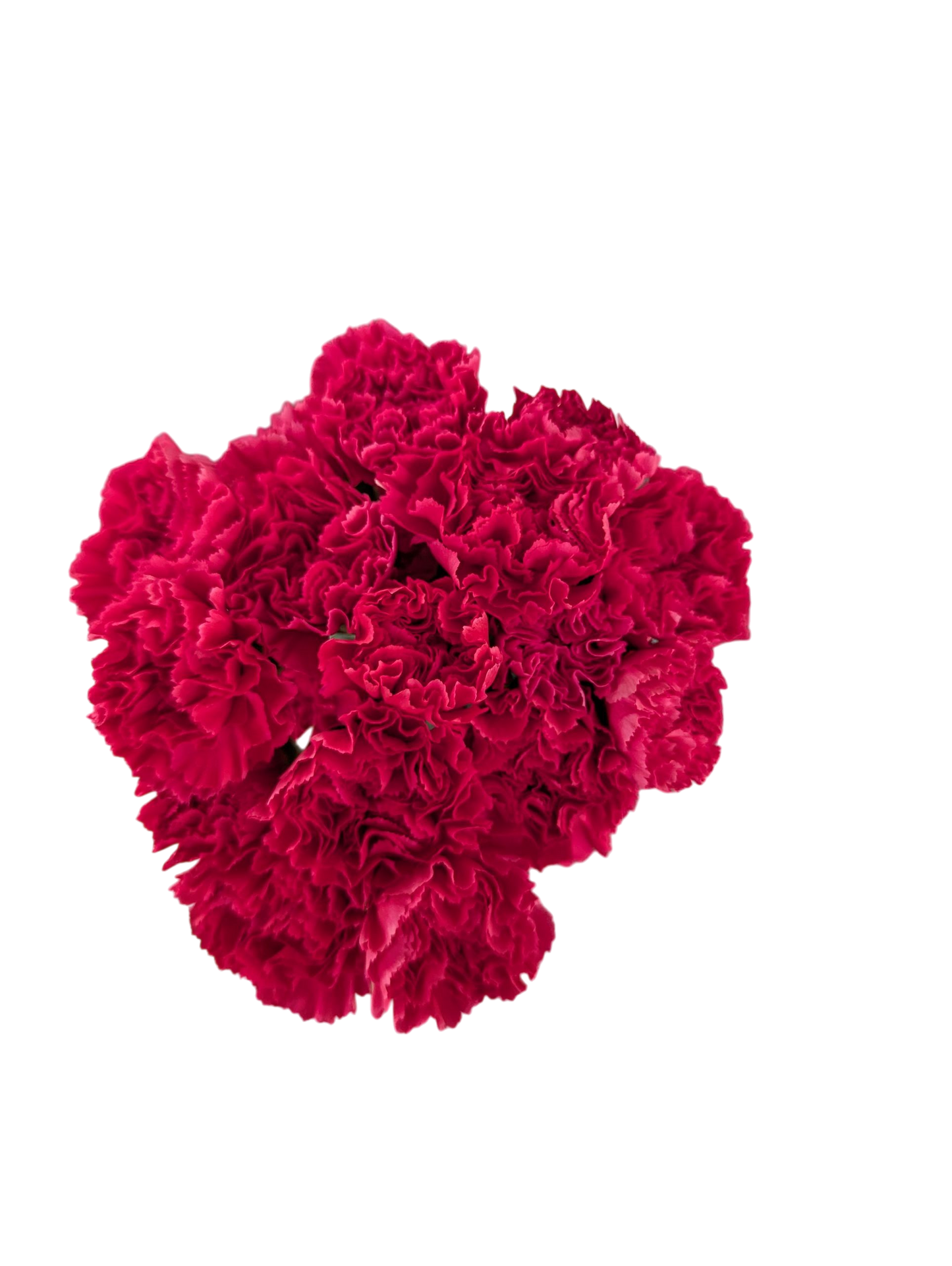 Carnations