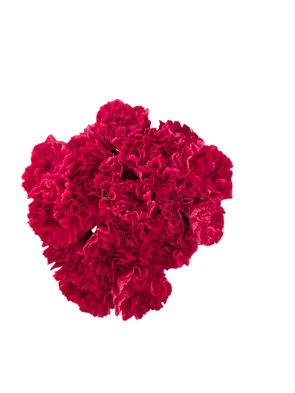 Carnations