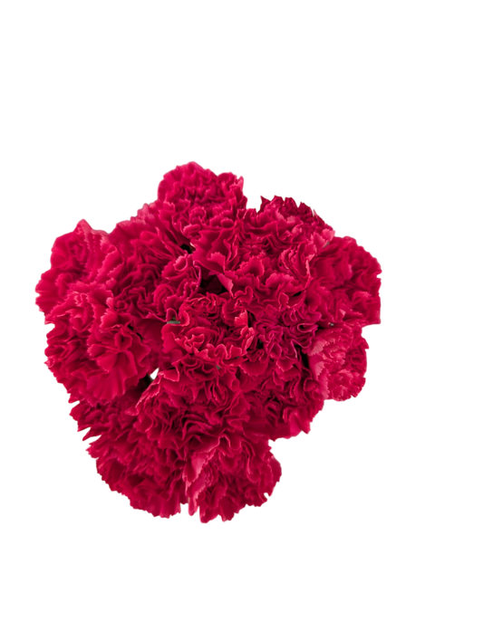 Carnations