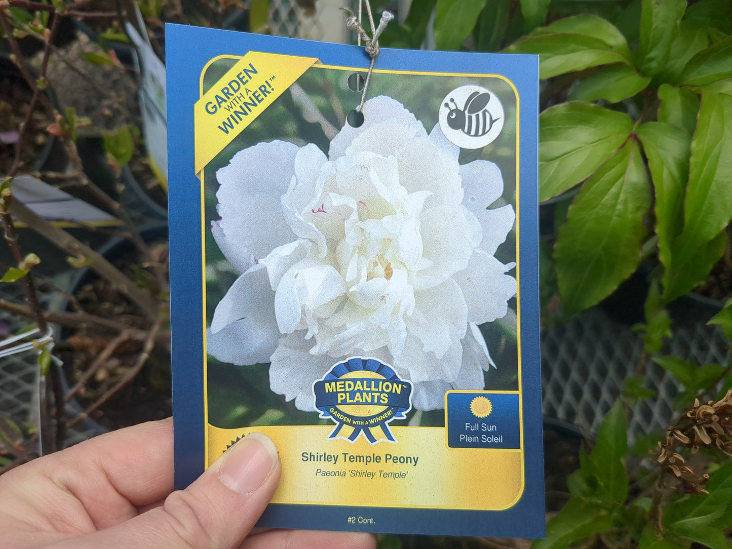 Shirley Temple Peony
