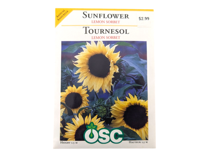 Sunflower Lemon Sorbet