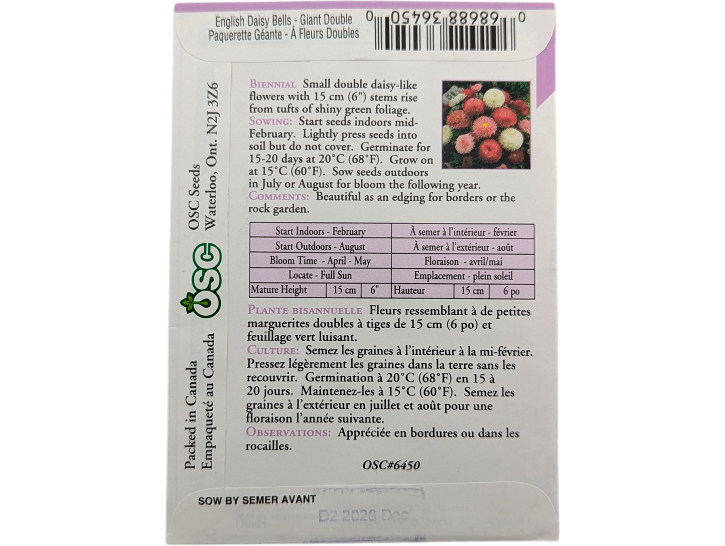 English Daisy Bells Giant Double Mixed