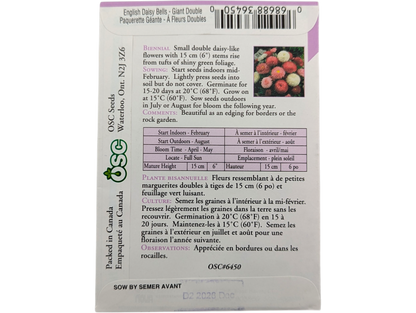 English Daisy Bells Giant Double Mixed