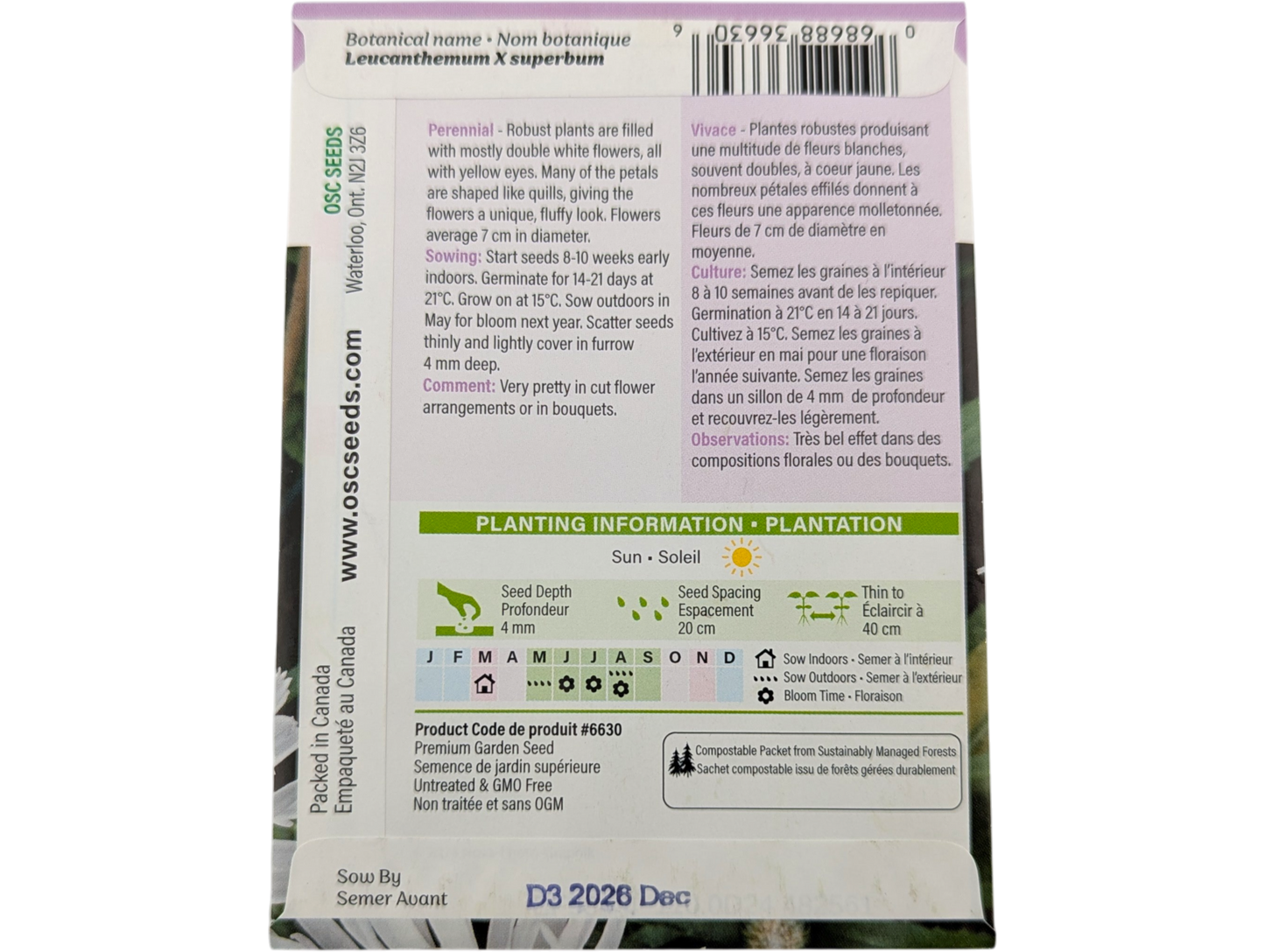 Shasta Daisy Crazy Daisy (Double)