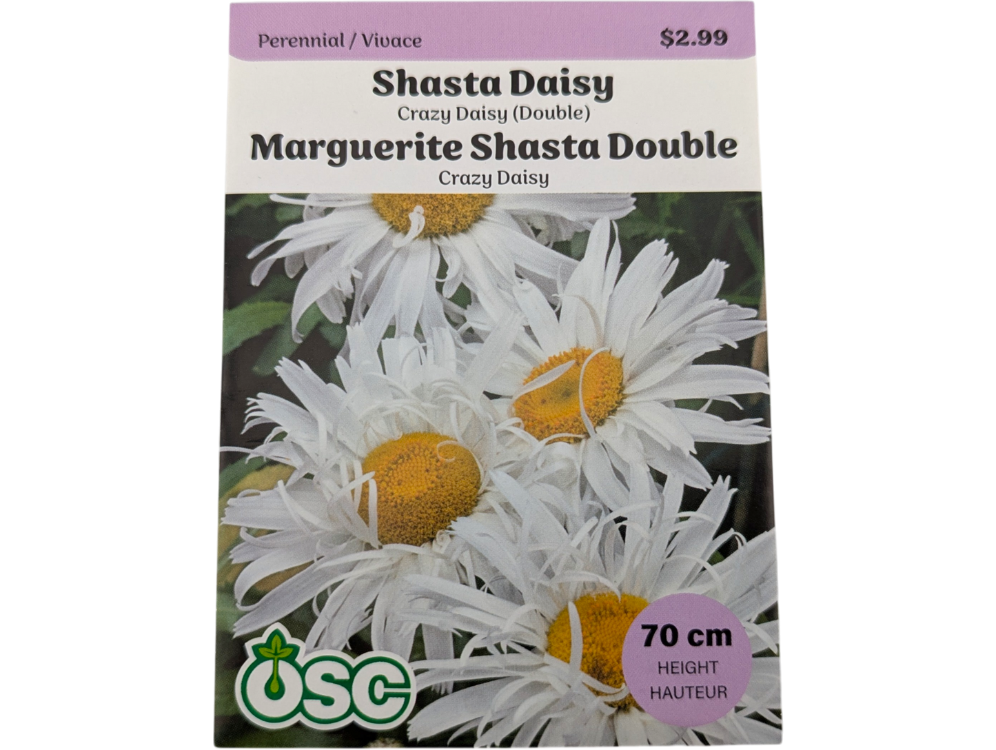 Shasta Daisy Crazy Daisy (Double)